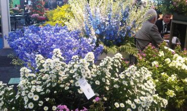 Dubai’s Flowers and Plants Trade Blossoms into AED 140 Mllion-Plus Business