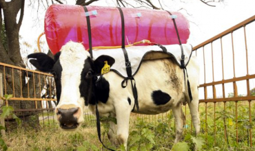 Startup Idea: Turning cow farts into green fuel