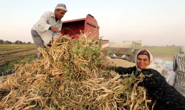 Egypt Has Backtracked on Farmer Subsidy Reform