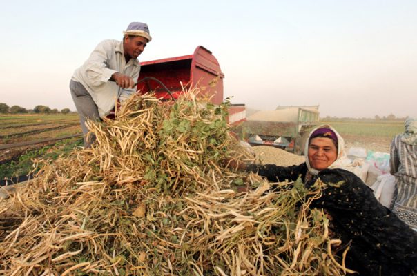 Egypt Has Backtracked on Farmer Subsidy Reform