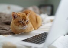 One in six people use their pet’s name as their password