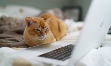 One in six people use their pet’s name as their password