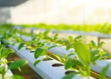 EBRD’s Green Star Venture programme to support Jordanian green entrepreneurs