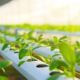 EBRD’s Green Star Venture programme to support Jordanian green entrepreneurs