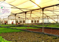 Egyptian startup Plug’n’Grow leading the soilless farming in the MENA region