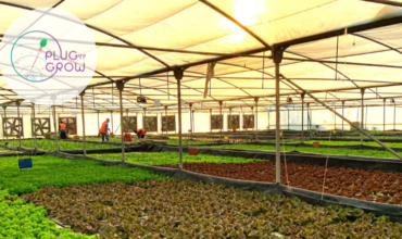 Egyptian startup Plug’n’Grow leading the soilless farming in the MENA region