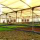 Egyptian startup Plug’n’Grow leading the soilless farming in the MENA region